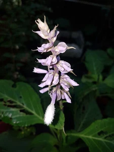 Diviner’s Sage || Shepherdess Tincture || Salvia spp. - Picture 1 of 2