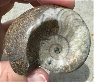 Moroccan GONIATITE Fossil Specimen - Stability, Deep Meditation - Picture 1 of 13