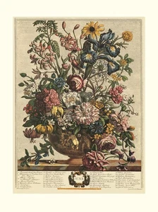 Robert Furber Doce Meses de Flores 1730/Junio Edición Abierta - Imagen 1 de 1