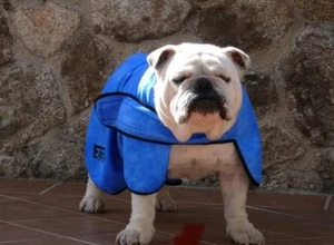 Easidri Dog Cooling Coat High Performance Wet Coat Medium, Back L52cm Girth 86cm - Picture 1 of 19