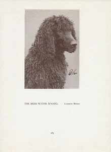IRISH WATER SPANIEL HEAD STUDY OLD VINTAGE 1934 NAMED DOG PAGE PRINT - Picture 1 of 1