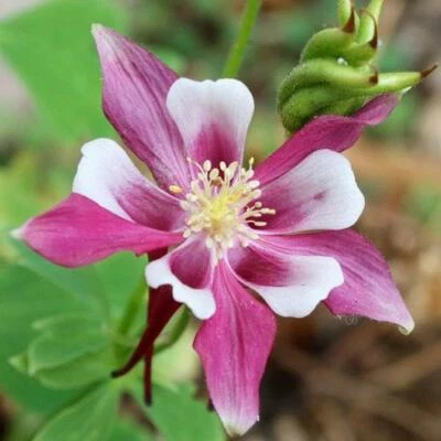 Columbine ROSE STAR Polinizador Perenne Atractor Parte-Sombra No-OGM ¡100 Semillas! Foto 1 de 4