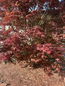 Japanese Maple Tree Seedling - Acer palmatum 'Bloodgood' - 1 to 6 inches. - Picture 1 of 3
