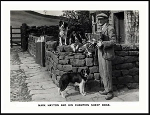 BORDER COLLIE CHAMPION TRIALS DOGS & OWNER OLD STYLE A4 DOG PHOTO PRINT POSTER - Picture 1 of 1