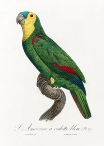 Blue-Fronted Amazon Parrot, Amazona Aestiva - 1800's - F. Levaillant Bird Magnet - Picture 1 of 2