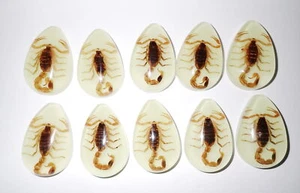 Cabochon Golden Scorpion Pear Shape (cut top) 46x30 mm Glow 18 pieces Lot - Picture 1 of 18