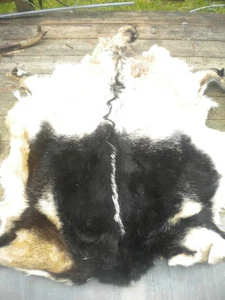 LARGE ALPINE GOAT  HIDE / PELT SALT DRIED ALL NATURAL   37"X 43" MADE IN USA - Picture 1 of 1