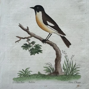 Antiker Eleasar Albin 1731 Naturgeschichte der Vögel Druck Stein Geschwätz Vogel - Bild 1 von 9