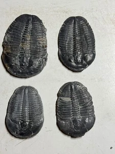 LOT # 11 - 4 ELRATHIA FOSSILE TRILOBITEN - Bild 1 von 5