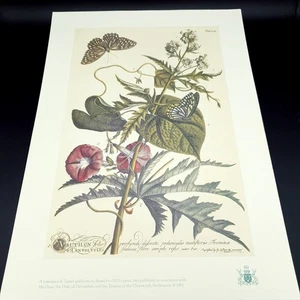Estampado botánico Ehret Chatsworth Lawrence & Turner 44x31,5 L.ed Abutilon folio - Imagen 1 de 12