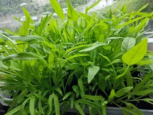 Wasserspinat Yentafo 200 Samen BigMorning Glory Water Spinach ผักบุ้งเย็นตาโฟ - Bild 1 von 5
