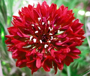 ROJO MAÍZ ALTO Centaurea Cyanus - 3.000 semillas a granel - Imagen 1 de 1