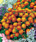 Marigold Flower Seeds, French Marigold "Harmony"