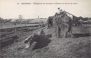 India - CHENNAI Madras - Elephant at work - Publ. Messageries maritimes 73 - Picture 1 of 2