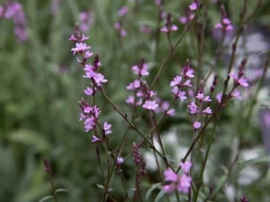 Purpurblättriges Eisenkraut - Verbena officinalis Bamton - 20+ Samen Z 127 - Bild 1 von 1