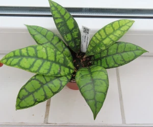 Hoya callistophylla black cat Topf 4 - Bild 1 von 2