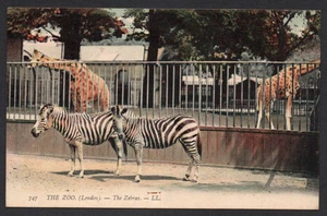 Postcard London Zoo the Zebras and giraffes by Levy LL 747 - Picture 1 of 2