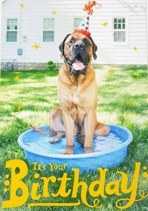 Hallmark Happy Birthday Greeting Card Dog Jump Right in and Enjoy! - Picture 1 of 4