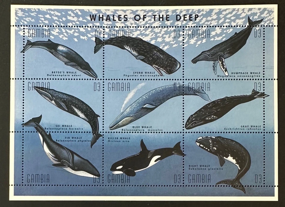 GAMBIA  Lovely Mint NEVER  Hinged  Sheet  Of  9   WHALES - image 1 of 1