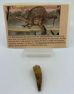 Spinosaurus Teeth Dinosaur F0SSIL Before T Rex Cretaceous K617 - Picture 1 of 3