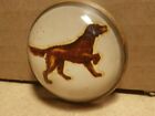 Antique Glass - Brass Round Pin Brooch Irish Setter Dog 