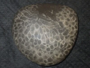 Piedra Petoskey sin pulir 1 lb 8,4 oz - Imagen 1 de 4