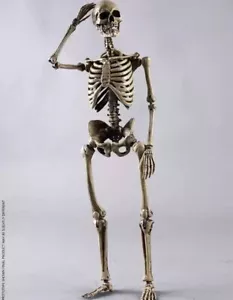 COOMODEL (BS011) 1/6 Scale Human SKELETON DIECAST ALLOY 12" figure Model - Picture 1 of 6