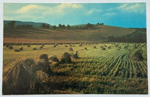 Grüße aus Minneola Kansas KS Felder mit goldenem Korn Vintage Postkarte - Bild 1 von 2
