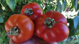 10 graines de tomate ancienne très rare Pierrette heirloom tomato seeds méth.bio - Foto 1 di 11