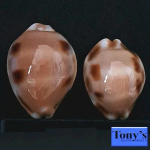 Cypraea tessellata, TWO ULTRA TESSIES!  32.4 and 28.0mm GORGEOUS BEAUTIES Hawaii - Picture 1 of 24