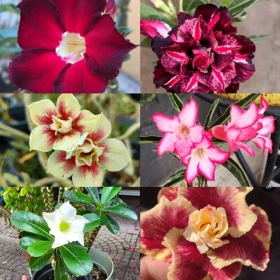 6 Adenium Obesum Rosa Del Desierto - Image 1 of 3