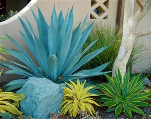Century Plant/American Aloe (Agave americana) 10 Seeds - Picture 1 of 1