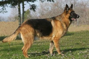 PÓSTER DE PERRO PASTOR ALEMÁN IMPRESIÓN FOTO PANCARTA trabajo policía de Alastia 4704 - Imagen 1 de 1