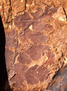 One of rarest Mariopteri species M. andreana liana climber fern fossil plant ! - Picture 1 of 8