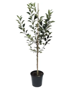 Apfelbaum Weißer Klarapfel Sommerapfel Buschbaum 110-140cm 9,5 Liter MM111 - Bild 1 von 3