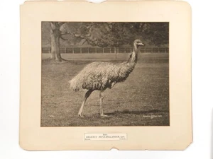 Foto grande con impresión de carbono Gambier Bolton Emu Zoo Animal c1900 - Imagen 1 de 1
