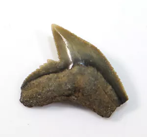 Haizahn, Galeocerdo aduncus, Tertiär, Mio-Pliozän, Antwerpen, Belgien -f634 - Bild 1 von 5