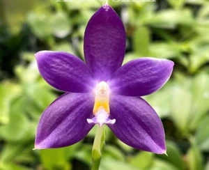 Phalaenopsis Prince Blue Dance Novelty Blooming Size Orchid - Picture 1 of 4