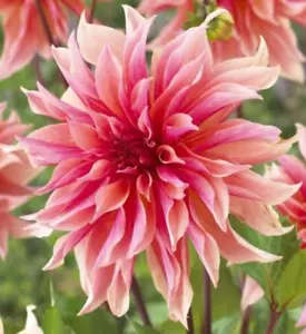 Dahlia 'Labyrinth' dinnerplate Flower 1 Tuber clump - Picture 1 of 2