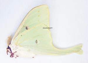 Unmounted Butterfly/Saturniidae - Actias luna, male, USA - Picture 1 of 1