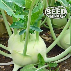 Weißer Wiener Kohlrabi Samen - 500 SAMEN VERSAND AM SELBEN TAG - Bild 1 von 1