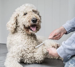 Mikki Edelstahl Kamm & Slicker Bürste Set für Doodle Welpen - 2 Stück - Bild 1 von 12