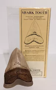 Megalodon Shark Tooth Replica by Gaston Design - Picture 1 of 1