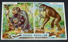 Chromo 1900-1910 Chocolat Revillon Singes Chimpanze Magot Macaque De Barbarie