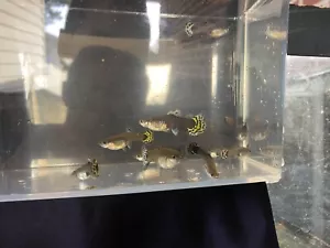 12 Fancy Female Guppy Live Bearers Freshwater Aquarium Fish - Picture 1 of 6