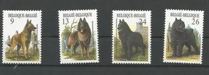 Belgische honden - Bild 1 von 1