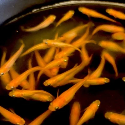 5+1 Yokihi Medaka Rice Fish - US Bred and High Quality Live Fish - Image 1 of 4