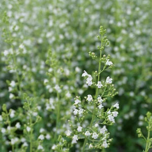  Blumixx Stauden Calamintha nepeta 'Triumphator' - Bergminze im - Bild 1 von 2