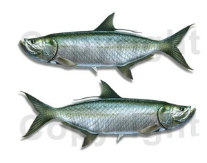Tarpon Stickers Fish Decals Fishing Stickers F087 2 Pack - Picture 1 of 1