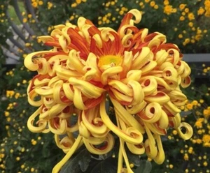 DR 906CT Chrysanthemum Bicolor Giant goldversion Seeds Samen Stück 10 - Bild 1 von 1